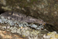 Le Fourmilion longicorne (Neuroptre - Myrmeleontidae - Distoleon tetragrammicus)